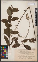 Foto von Salix cinerea L. x Salix nigricans Sm.